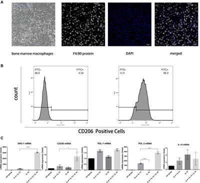 Injecting Immunosuppressive M2 Macrophages Alleviates the Symptoms of Periodontitis in Mice